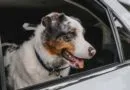 Pet parents should take precautions as heat warnings issued