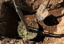 ‘Grow a greener Markham’ with LEAF program