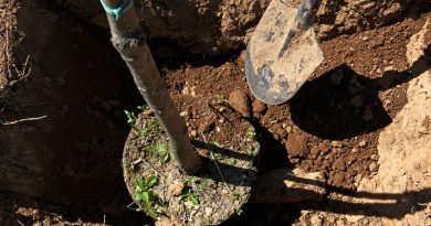 ‘Grow a greener Markham’ with LEAF program