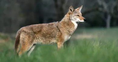 Coyotes euthanized following attacks in Markham