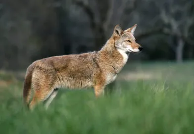 Coyotes euthanized following attacks in Markham