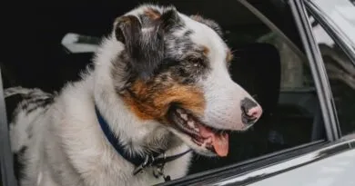 Pet parents should take precautions as heat warnings issued