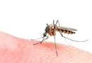Mosquitoes in Markham test positive for West Nile virus