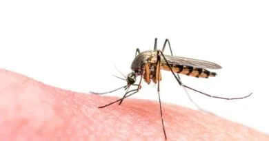 Mosquitoes in Markham test positive for West Nile virus