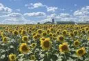 Brighten up your summer with Markham’s Sunflower Fields