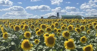 Brighten up your summer with Markham’s Sunflower Fields