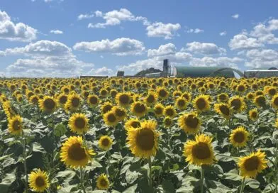 Brighten up your summer with Markham’s Sunflower Fields