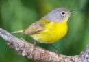 North American bird migration: a truly amazing mass movement