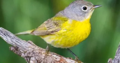 North American bird migration: a truly amazing mass movement