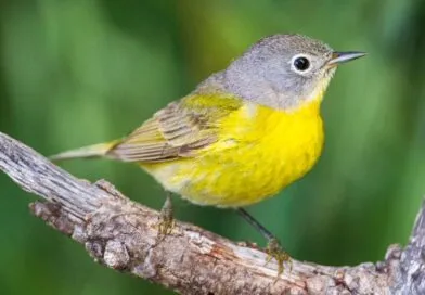 North American bird migration: a truly amazing mass movement