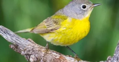 North American bird migration: a truly amazing mass movement