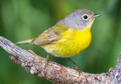 North American bird migration: a truly amazing mass movement