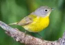 North American bird migration: a truly amazing mass movement