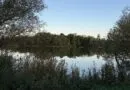 Candidates for Markham council show support for sustaining Markham’s biodiversity